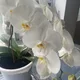 Tania D profile