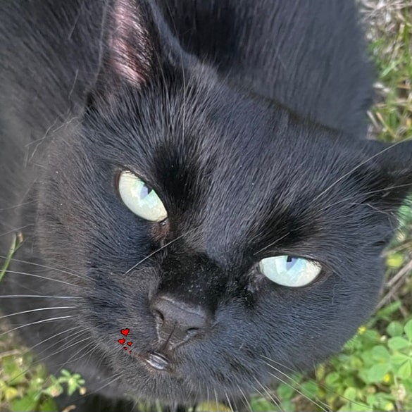 Stella profile