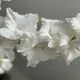 Ali profile