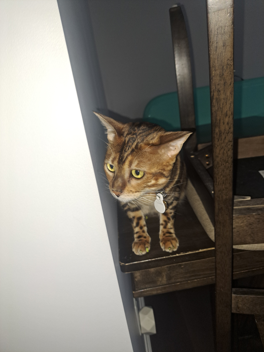 orel profile