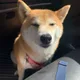 2cats1Shiba profile