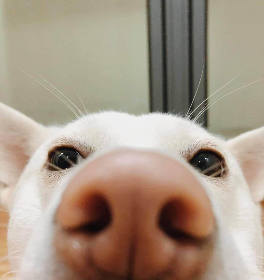 Phillip profile