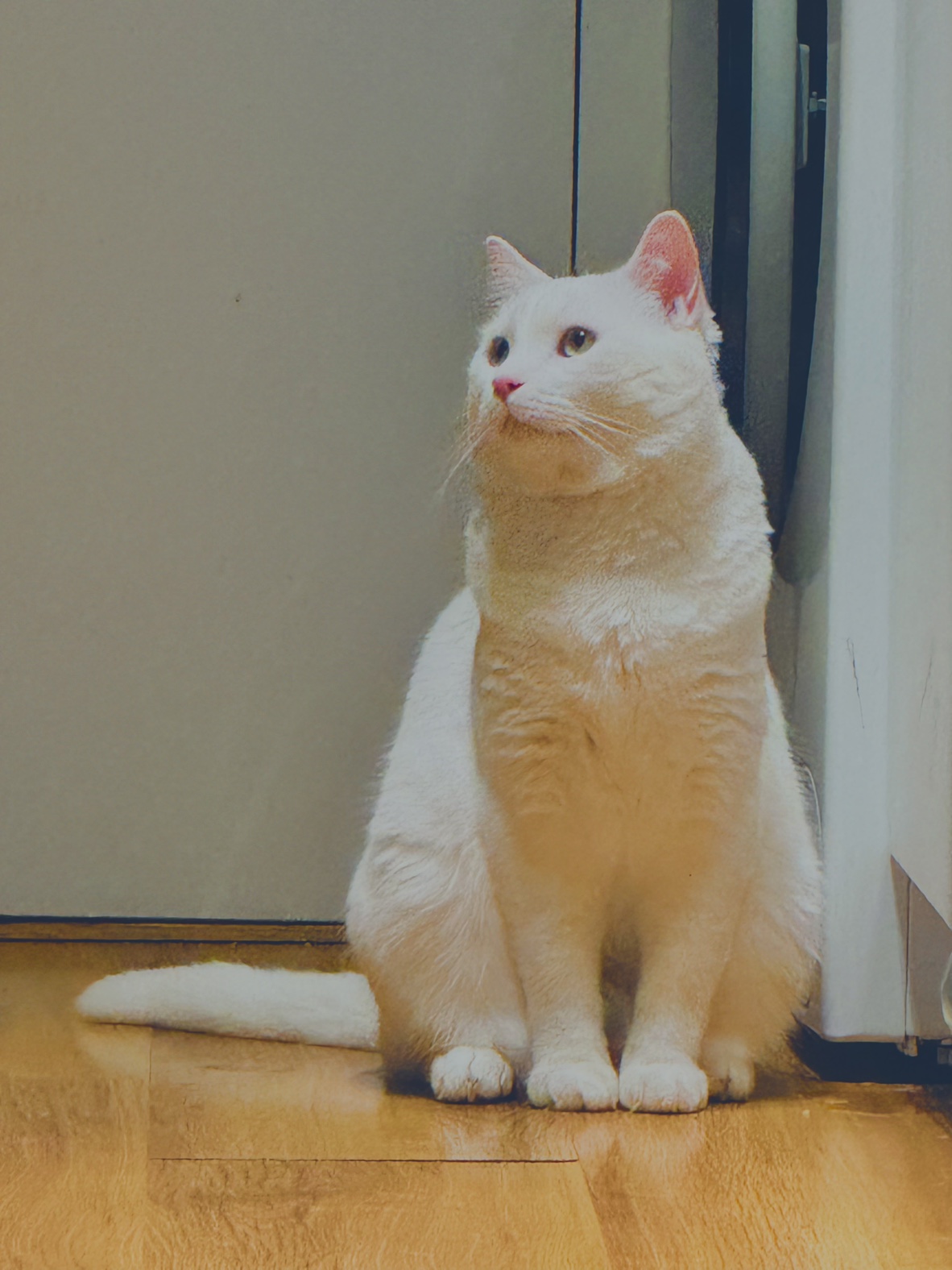 monish profile