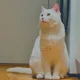 monish profile