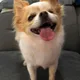 Libby profile